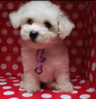 Prod�m �t��ata bi�onka.