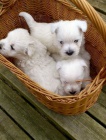 Prod�m zdrav� a o�kovan� mini �t��ata West Highland White Terriers