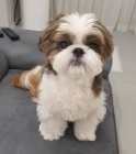 Prod�m o�kovan� �t��ata SHIH TZU