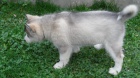 Alja�sk� d�ti Malamute jsou k dispozici co nejd��ve