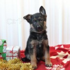 n�dhern� �t���tka n�meck�ho ov��ka hledaj� v��n� domov