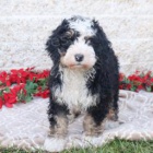 Rozko�n� Berne doodle �t��ata, �t���tka zbo��uj� d�ti a miluj� honit na�e d�ti a miluj� hr�t venku.