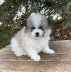 Sladk� pomeransk� �t���tka, �t���tka zbo��uj� d�ti a miluj� honit na�e d�ti a r�di si hraj� venku.