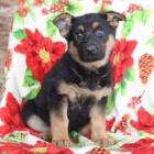 �t��ata n�meck�ho ov��ka, �t���tka zbo��uj� d�ti a miluj� honit na�e d�ti a r�di si hraj� venku.