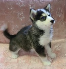 Roztomil� �t���tka jsou p�ipravena k prodeji.