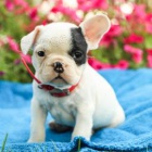 Rozko�n� �t���tka jsou p�ipravena k prodeji.