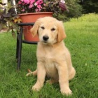 Rozko�n� �t���tka jsou p�ipravena k prodeji.