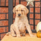 Rozko�n� �t���tka jsou p�ipravena k prodeji.