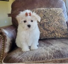 Rozko�n� �t���tka jsou p�ipravena k prodeji.