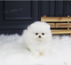 Rozko�n� �t��ata pomeranian� jsou p�ipravena k prodeji.