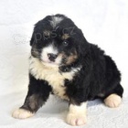 Mini Bernedoodle �t��ata.