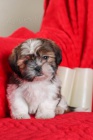 �t��ata Shih Tzu k dispozici