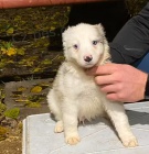 �t��ata Border kolie k dispozici