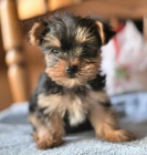 �t��ata Jork��rsk� teri�r k dispozici