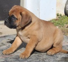 �t��ata Bullmastiff k dispozici