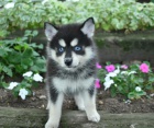 �t��ata Pomsky k dispozici
