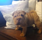 �t��ata Shar-Pei k dispozici