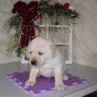 Loaj�ln� �t��ata labradorsk�ho retr�vra.