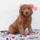 Mini Goldendoodle �t��ata.