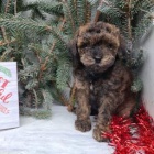 Sladk� pudlo (hra�ka) �t��ata.