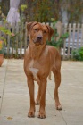 Rhod. ridgeback - �t���tka s PP - ihned k odb�ru