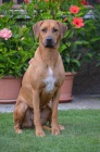Rhod. ridgeback - �t���tka s PP - ihned k odb�ru