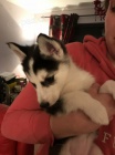 Prod�m rozko�n� sibi�sk� husky s kr�sn�ma modr�ma o�ima. �t���tka jsou v�echna od�erven�, o�kovan� a socializovan�.