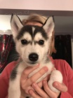 Prod�m rozko�n� sibi�sk� husky s kr�sn�ma modr�ma o�ima. �t���tka jsou v�echna od�erven�, o�kovan� a socializovan�.