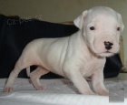 Kr�sn� �t��ata "Dogo Argentino" k dispozici a p�ipravena k prodeji.