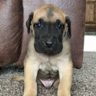 �t��ata n�meck� dogy k adopci. �t���tka jsou v�echna o�kovan�, od�erven� a soci�ln� a hygienicky vy�kolen�. Pro v�ce informac� kontaktujte.