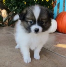 Pomeranian �t��ata k adopci. Jsou o�kovan� a od�erven�.