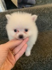Pomeranian �t��ata k adopci. Jsou o�kovan� a od�erven�.