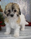 Prod�m hygienicky vy�kolen� miniaturn� �t��ata MALTIPOO. Jsou o�kovan� a od�erven�.