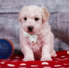 Prod�m �t��ata bi�onka poo. 