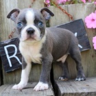 Prod�m �t��ata bostonsk�ho teri�ra