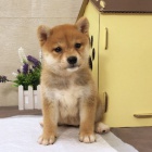 Prod�m �t��ata shiba inu. �t���tka jsou o�kovan�, od�erven� a p�ipravena j�t do nov� rodiny a domova.