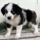 Prod�m roztomil� �t��ata australsk�ho ov��ka �t���tka jsou o�kovan�, od�erven� a p�ipravena j�t do nov� rodiny a domova.