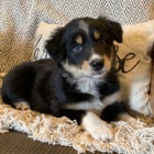 Prod�m �t��ata border kolie. �t���tka jsou o�kovan�, od�erven� a p�ipravena j�t do nov� rodiny a domova.