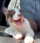 Prod�m �t��ata border kolie. �t���tka jsou o�kovan�, od�erven� a p�ipravena j�t do nov� rodiny a domova.