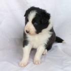 Prod�m �t��ata border kolie. �t���tka jsou o�kovan�, od�erven� a p�ipravena j�t do nov� rodiny a domova.