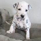 Prod�m kr�sn� a zdrav� o�kovan� �t��ata dalmatin� K prodeji m�me n�kolik o�kovan�ch a od�erven�ch vrh� �t��at dalmatin�.