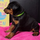 Prod�m �t��ata dobrmana.