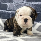 Prod�m kr�sn� a and�lsk� �t��ata anglick�ho buldo�ka