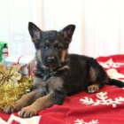 Miluj�c� �t��ata n�meck�ho ov��ka.