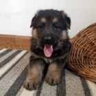 Prod�m �t��ata n�meck�ho ov��ka