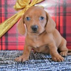 Jezev��k Mini �t��ata.