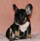 Prod�m �t��ata francouzsk�ho buldo�ka.