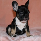 Prod�m �t��ata francouzsk�ho buldo�ka.