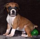 Prod�m kr�sn� �t��ata n�meck�ho boxera