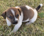 Prod�m �t��ata jack russell teri�ra.